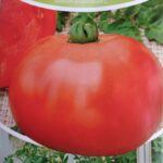 Madalad ja kõrged tomatid