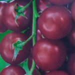 Erinevad kirsstomatid, Black Cherry- mustjas vili
Sweet Million- punane vili