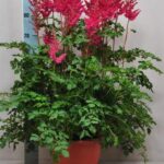 Astilbe Mighty Quin Red